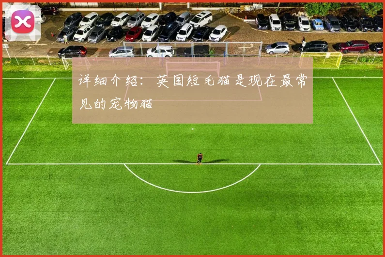 详细介绍：英国短毛猫是现在最常见的宠物猫